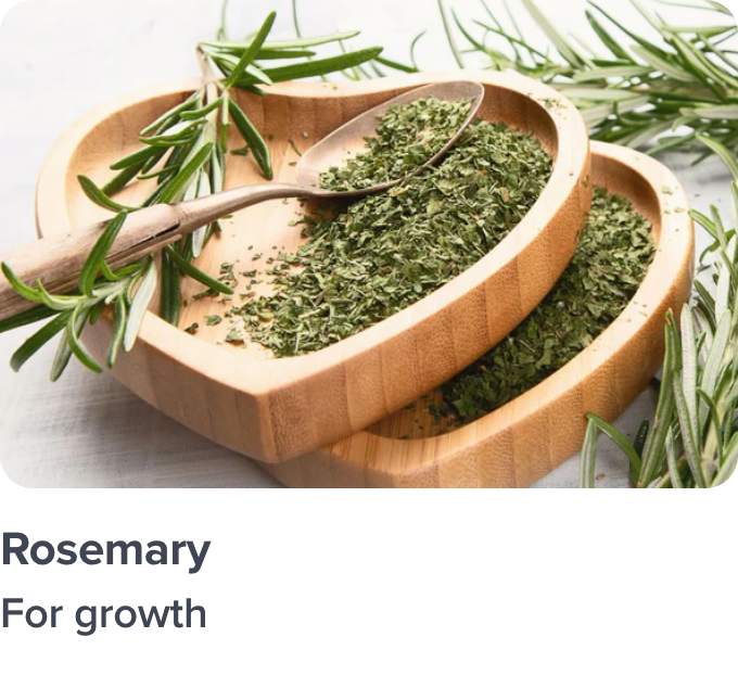 /rosemary-ingredient-haircare/
