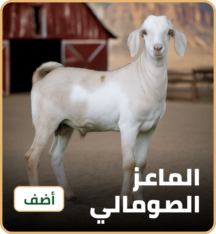/eid-somali-goat-uae
