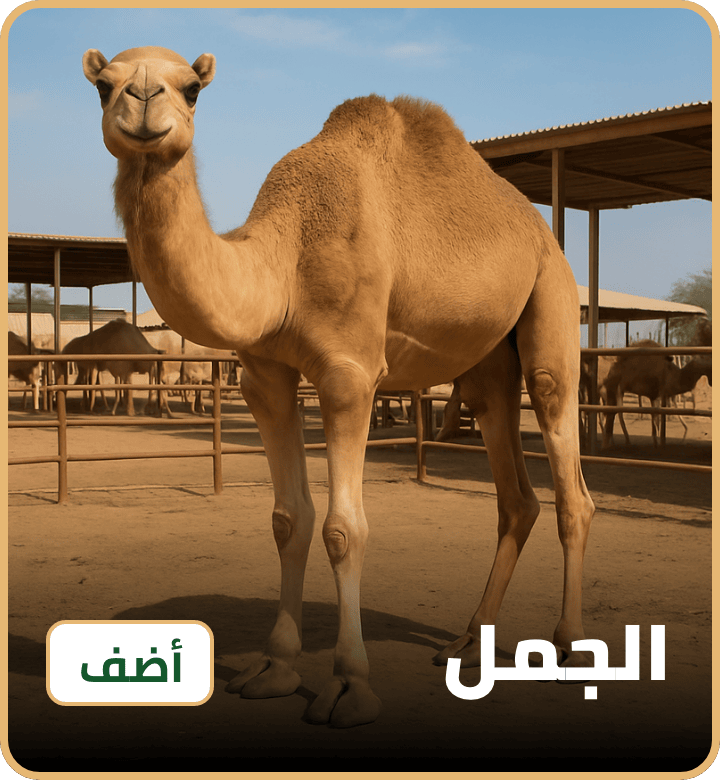 /eid-camel-uae