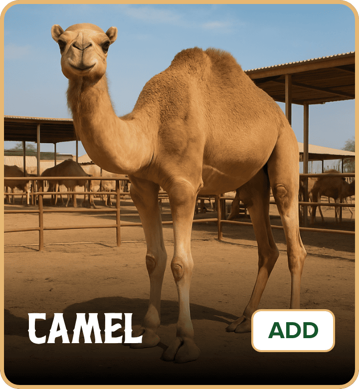 /eid-camel-uae