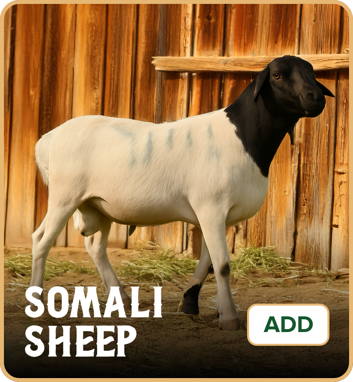 /eid-somali-sheep-uae