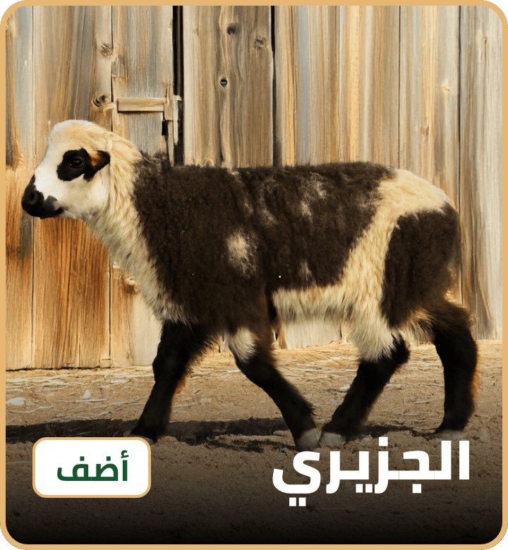 /eid-jaziri-uae