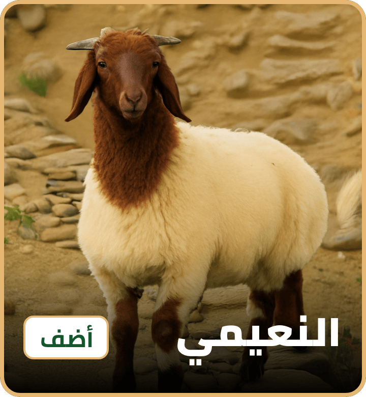 /eid-nuaimi-uae