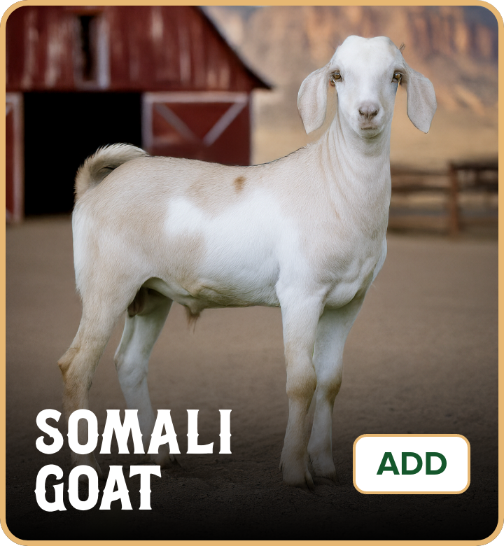 /eid-somali-goat-uae