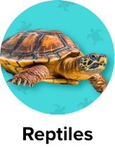 /pet-supplies/reptiles-and-amphibians-18233