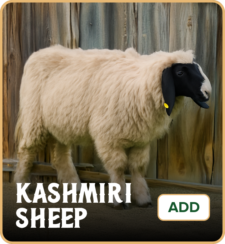 /eid-kashmiri-uae