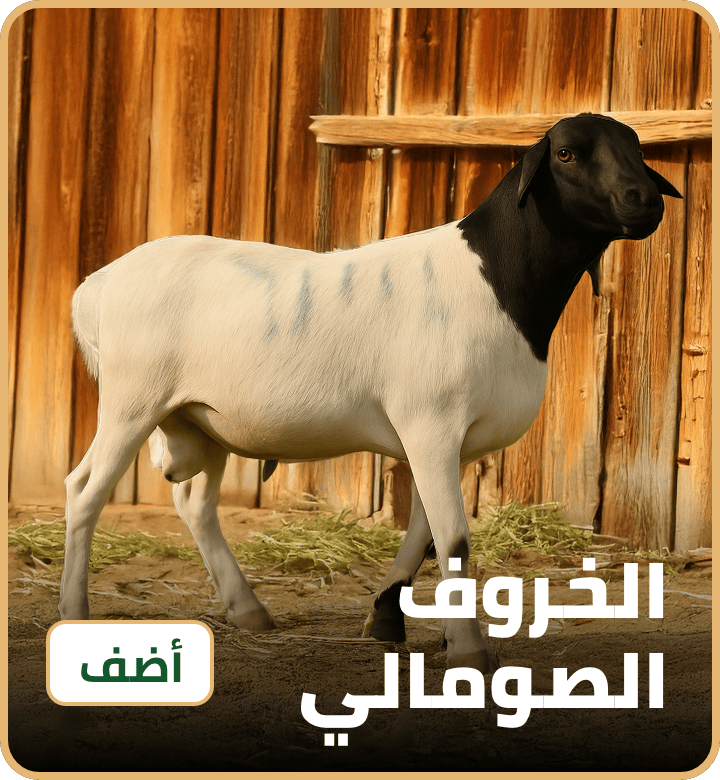 /eid-somali-sheep-uae