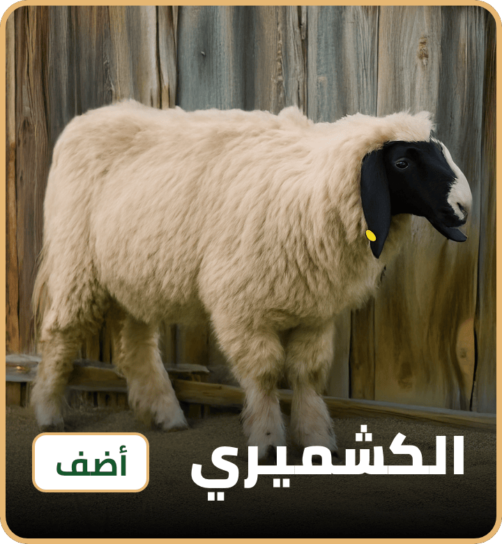 /eid-kashmiri-uae
