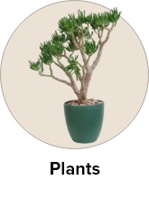 /home-and-kitchen/patio-lawn-and-garden/horticulture-plants-seeds/indoor-plants