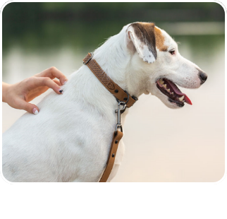 /pet-supplies/dogs-16275/collars-harnesses-and-leashes-17359?sort[by]=new_arrivals