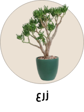 /home-and-kitchen/patio-lawn-and-garden/horticulture-plants-seeds/indoor-plants