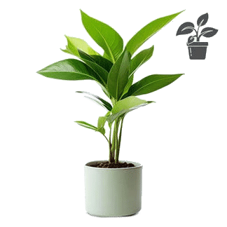 Plants