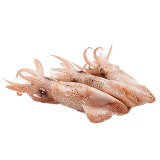 الحبار