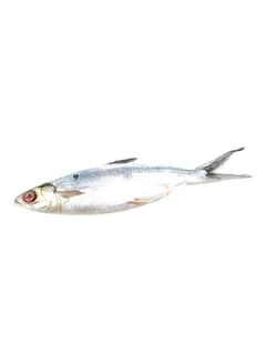 Defrosted Milk Fish