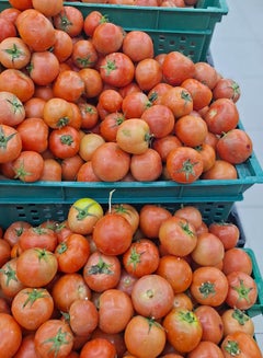 Tomato, Iran (Tamatar)