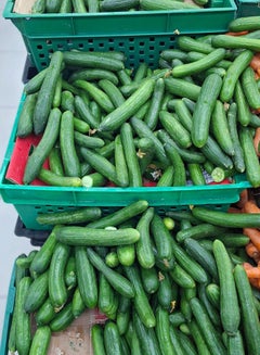 Cucumber, UAE (Kheera)