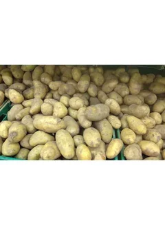 Potato