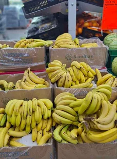 Bioline Banana