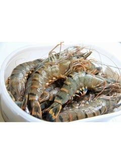Fresh Big Shrimps