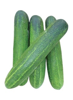 Cucumber
