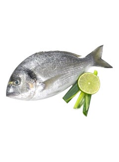 Sea Bream