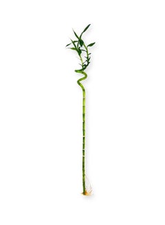 Bb Lucky Bamboo Stick Large