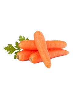 Carrot