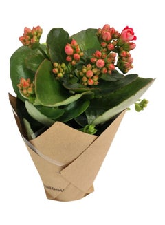 Bloombox Kalanchoe Plant Pink