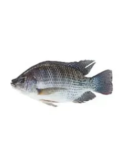 Thilapia Slice Cleaned