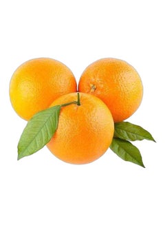 Orange Valencia South Africa, Pack of 6