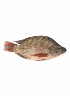 Egypt Tilapia Fish