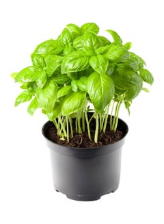 Basil Pot