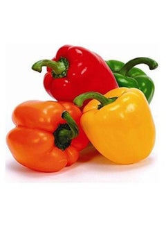 Capsicum Mix, G C C