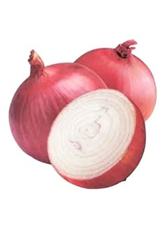 Onion