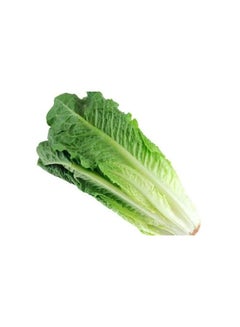 Lettuce Romaine, G C C