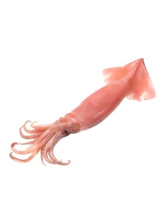 Defrosted Squid