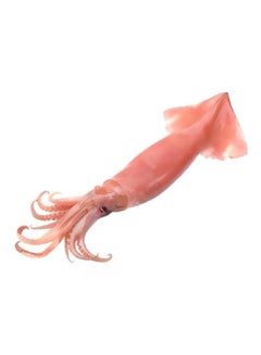 Defrosted Squid
