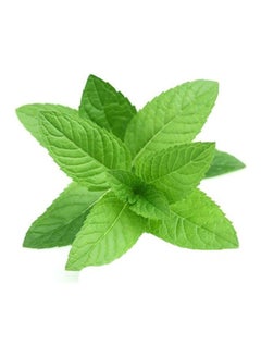 Fresh Mint Leaves, UAE (Pudina)