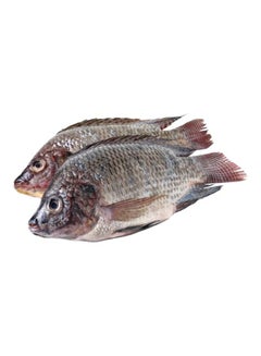 Fresh Tilapia
