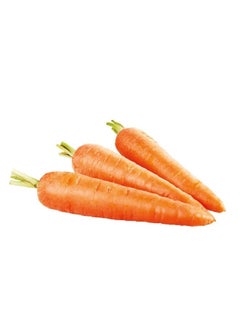 Liguori Carrot