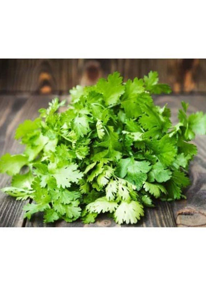Coriander (Dhaniya Patta)