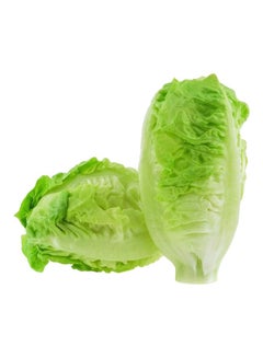 Romaine Lettuce, Iran