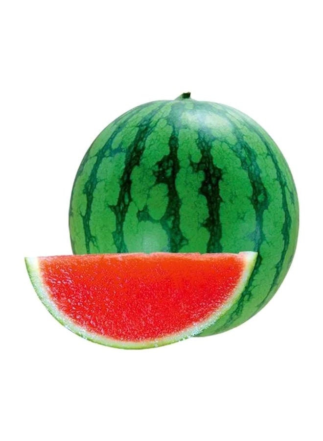 Seedless Watermelon, Spain
