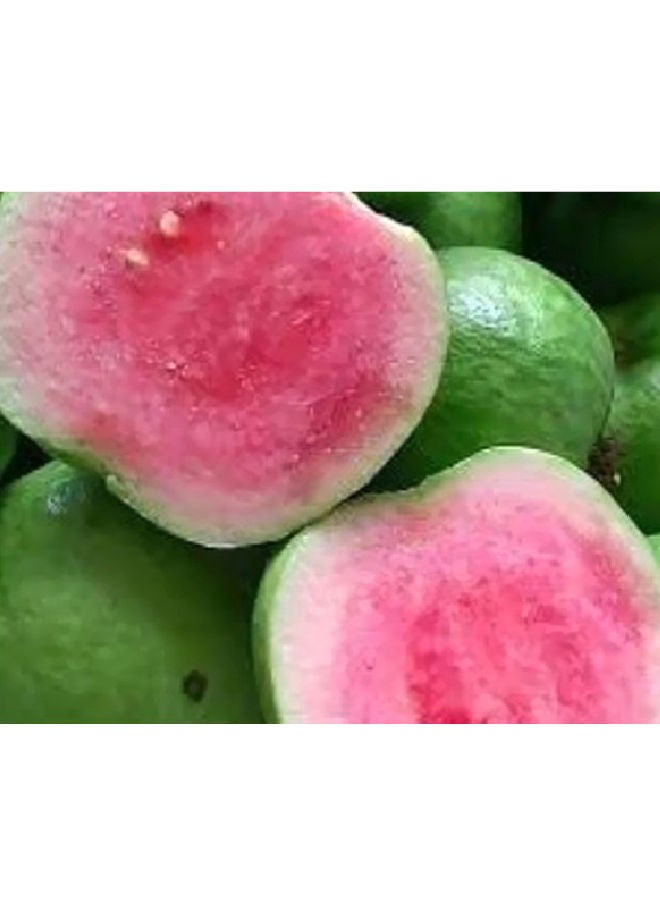 Waitrose Pink Guava, Seedless, Thailand