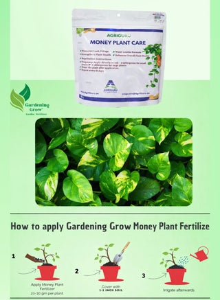 AgriGuru Money Plant Care Fertilizer 500g  Water Soluble Plant Food for  Pothos & Indoor Plants | Promotes Lush Green Leaves & Strong Root Growth |  Soil Application Formula | Best Price