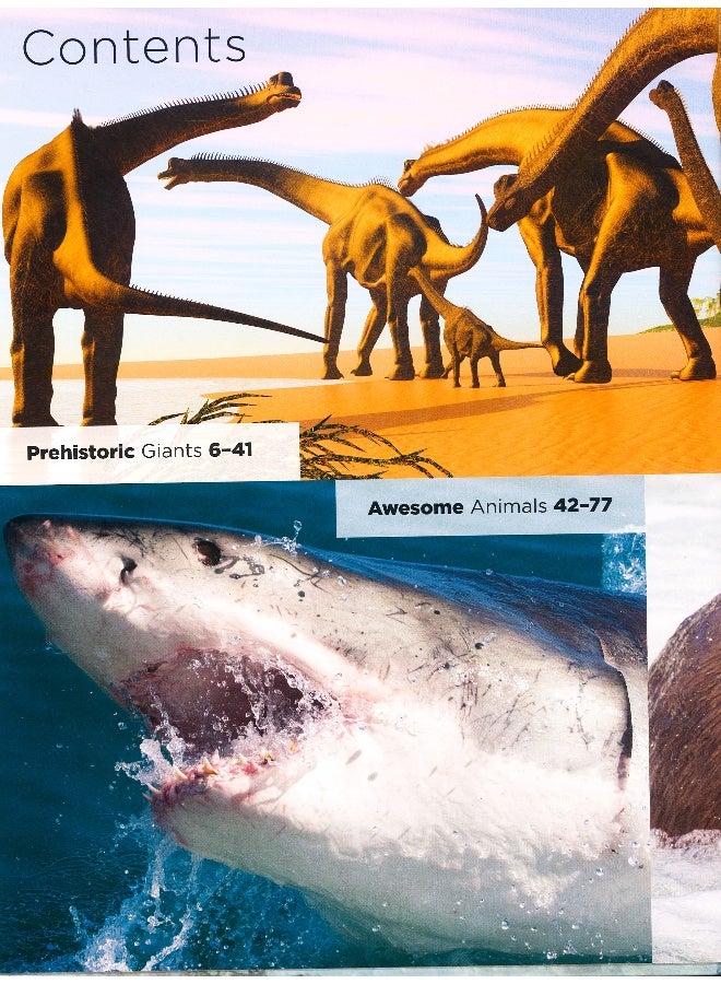 The Animal Book - Flexi Bound English by Miles Kelly - 11/1/2015 - Image 3