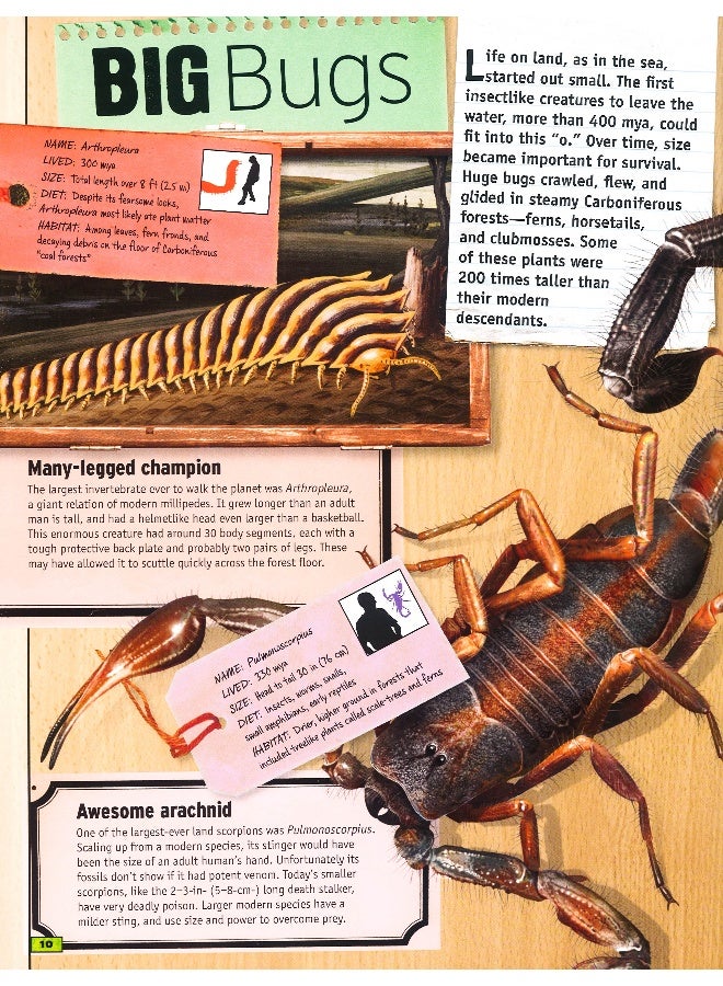 The Animal Book - Flexi Bound English by Miles Kelly - 11/1/2015 - Image 5