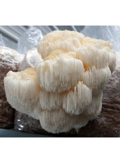 Om Organic Mushroom Nutrition Mushroom Superfood Om Lions Mane, 3.5 oz Packaging May Vary  - Image 1