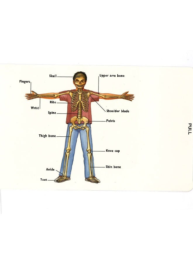 The Human Body : A Magic Skeleton Book eBook English - 1st February 2008 - Image 5