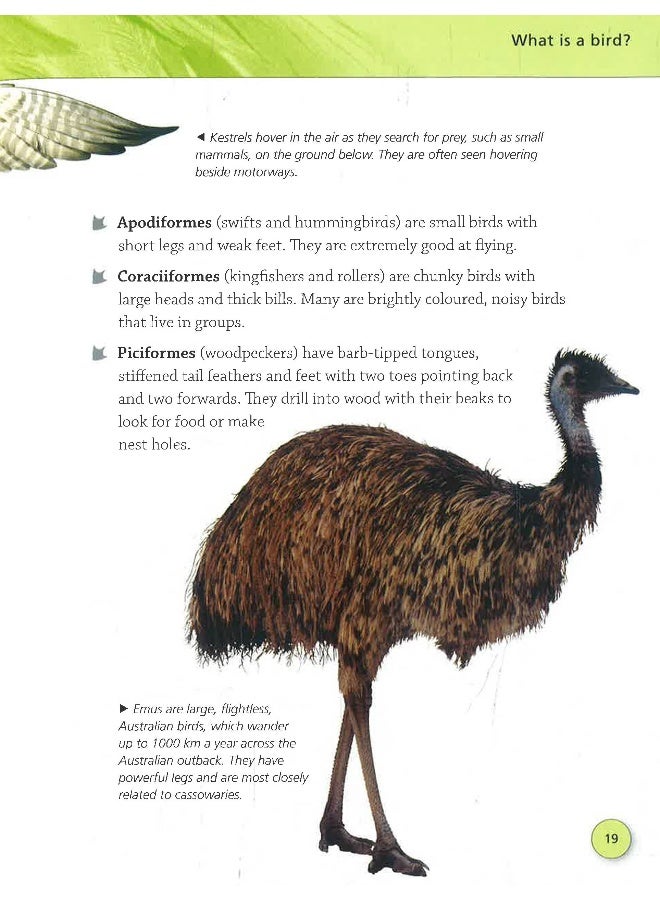 Encyclopedia Of Birds: An Incredible Flight Through The Avian World Paperback English by Jinny Johnson - 06 June 2019 - Image 5